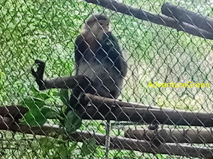 Black-shanked doucs at Cuc Phuong National Park, Ninh Binh Province, Vietnam